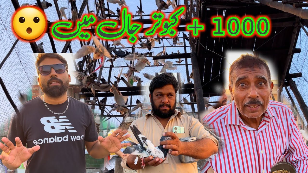 Aj Captain Je Mulakat Howi || Khokhar Pigeons Club