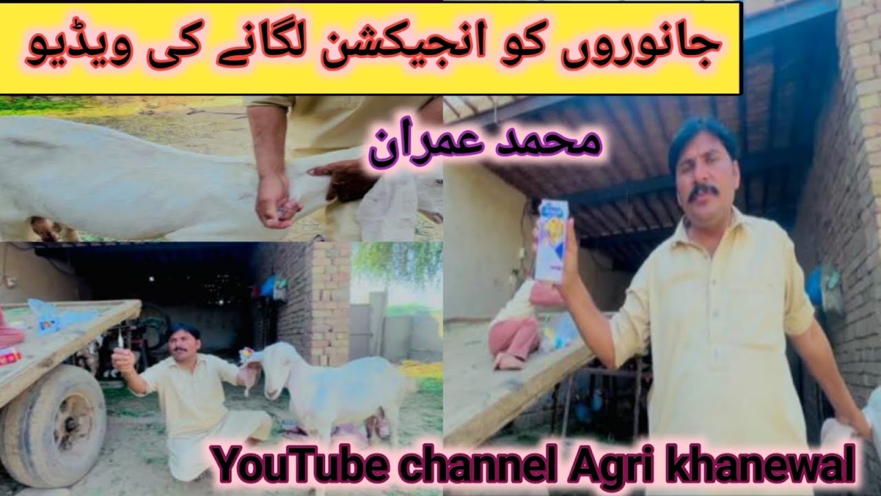 Janwron ko injection lagany ki video ||جانوروں کو انجیکشن لگانے کی ویڈیو || @AgriKhanewal159 