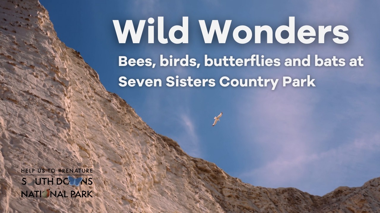 Wild Wonders: bees, birds, butterflies and bats at Seven Sisters Country Park