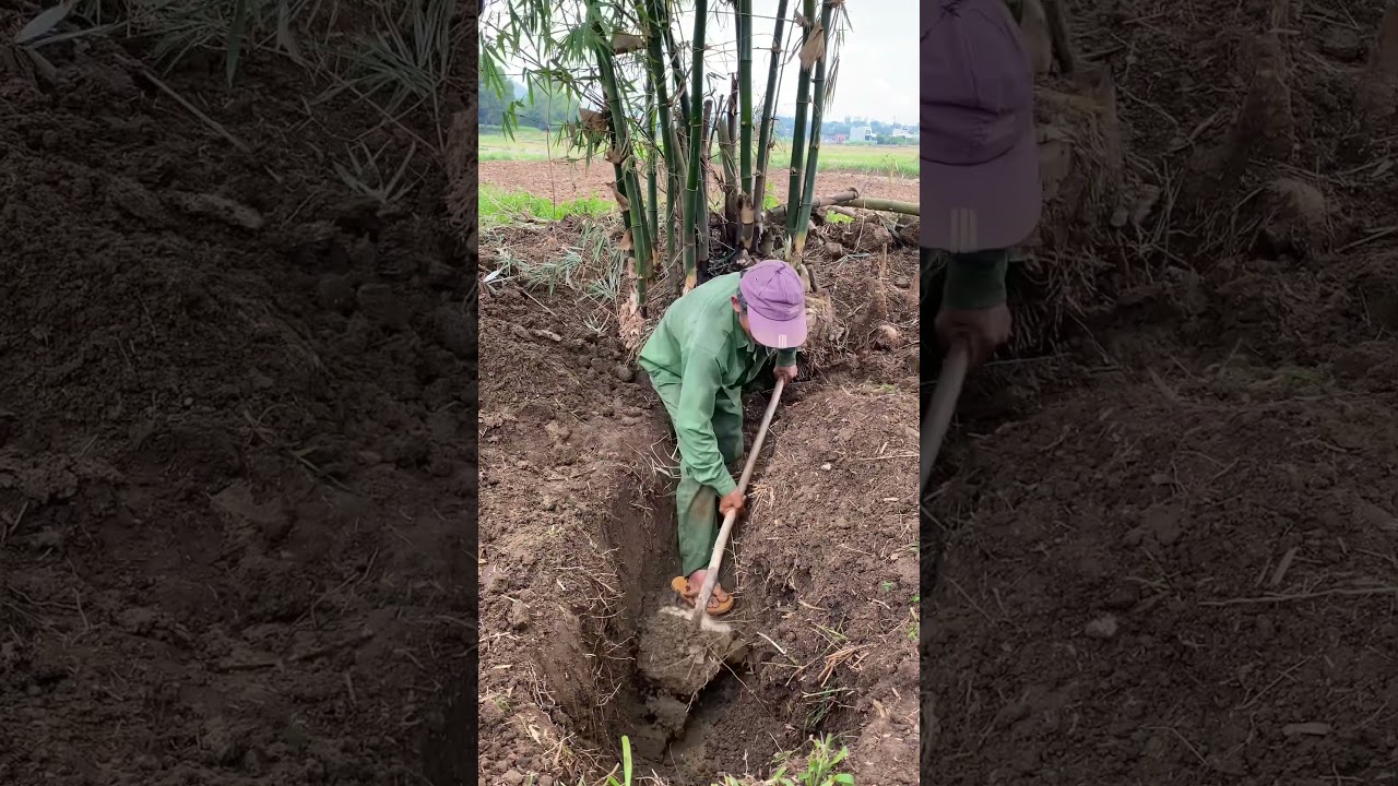 Đ&agrave;o Hang Bắt Được Con D&uacute;i Rừng Khủng /#shorts #shortvideo #thinhdaydo