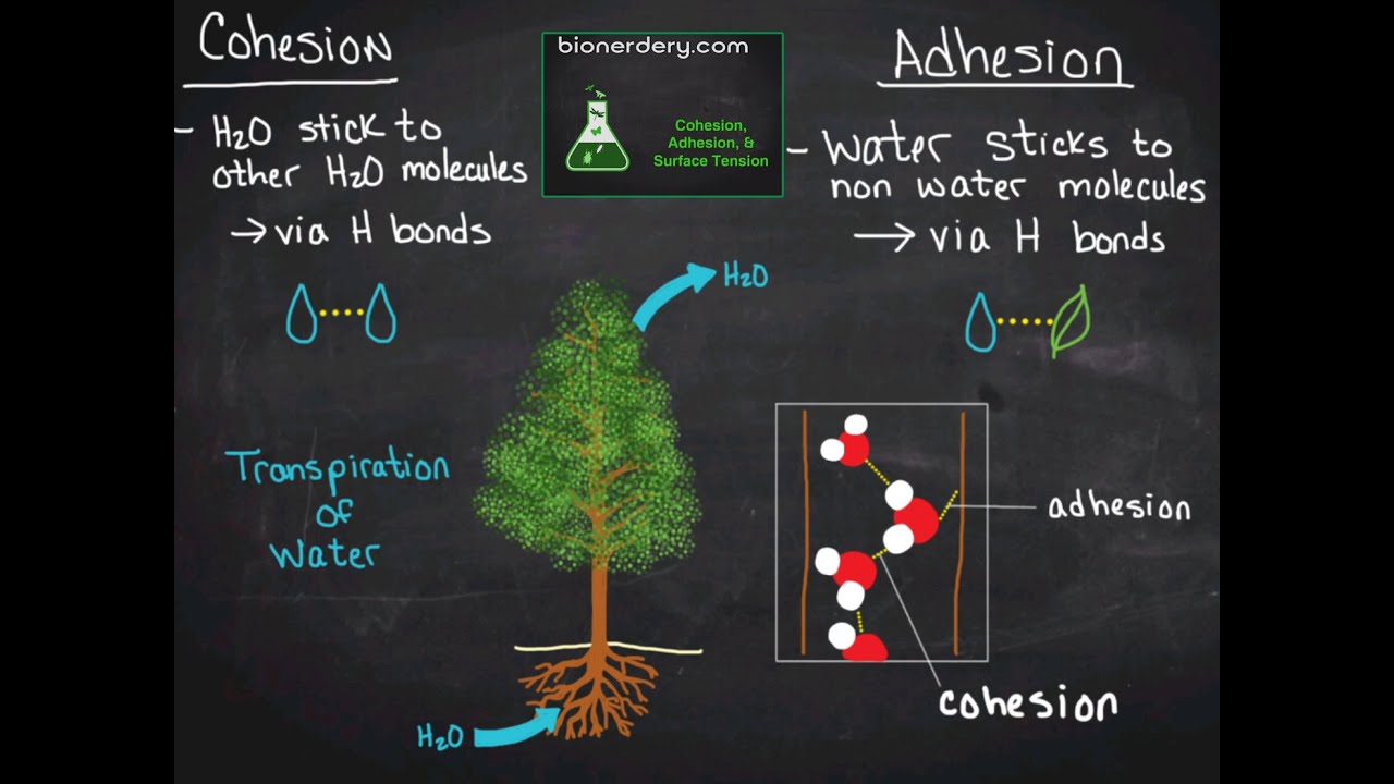 Cohesion, Adhesion, & Surface Tension
