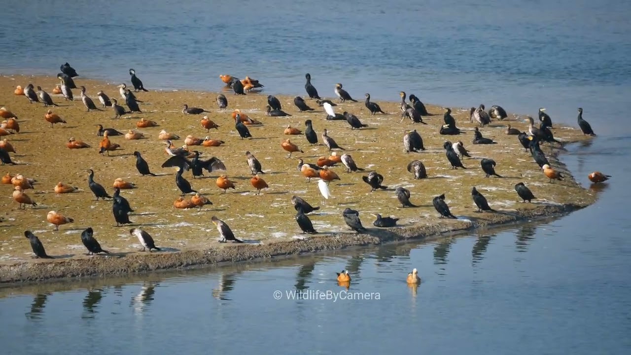 Migration Bird| Ramnagar Jim Corbett National Park Buffer Zone Wildlife By Camera 4k Video In Hindi