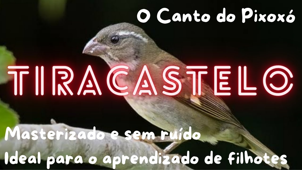 O Canto TiraCastelo do Pixoxó Para o Aprendizado de Filhotes