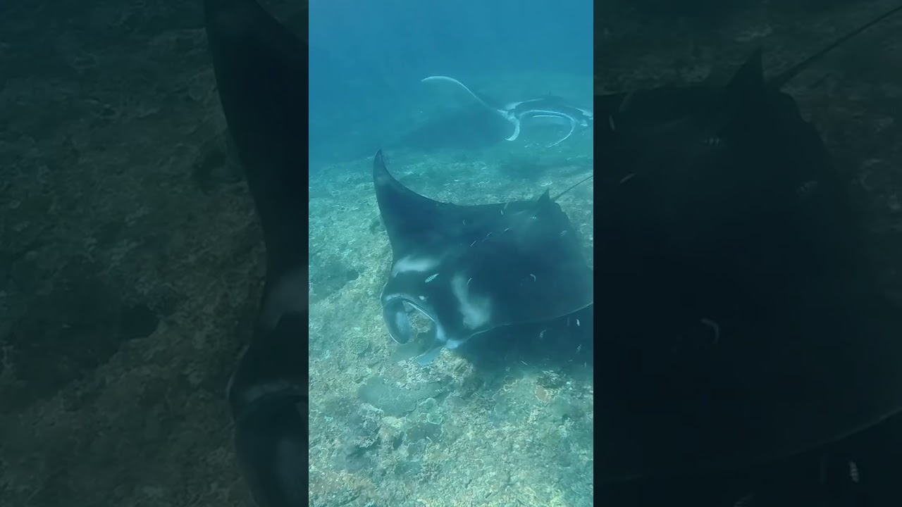 NUSA CENINGAN SNORKELING TOUR Manta point kelingking beach