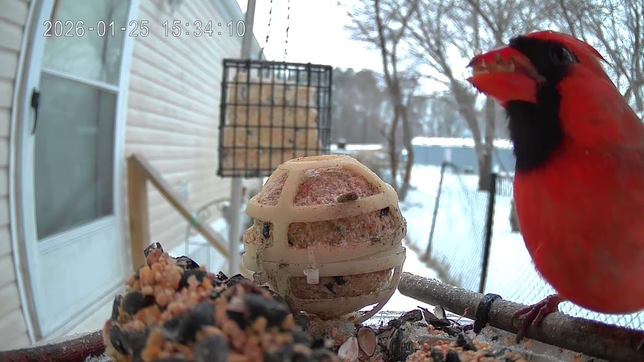 Cardinal of the day January 25th 2026