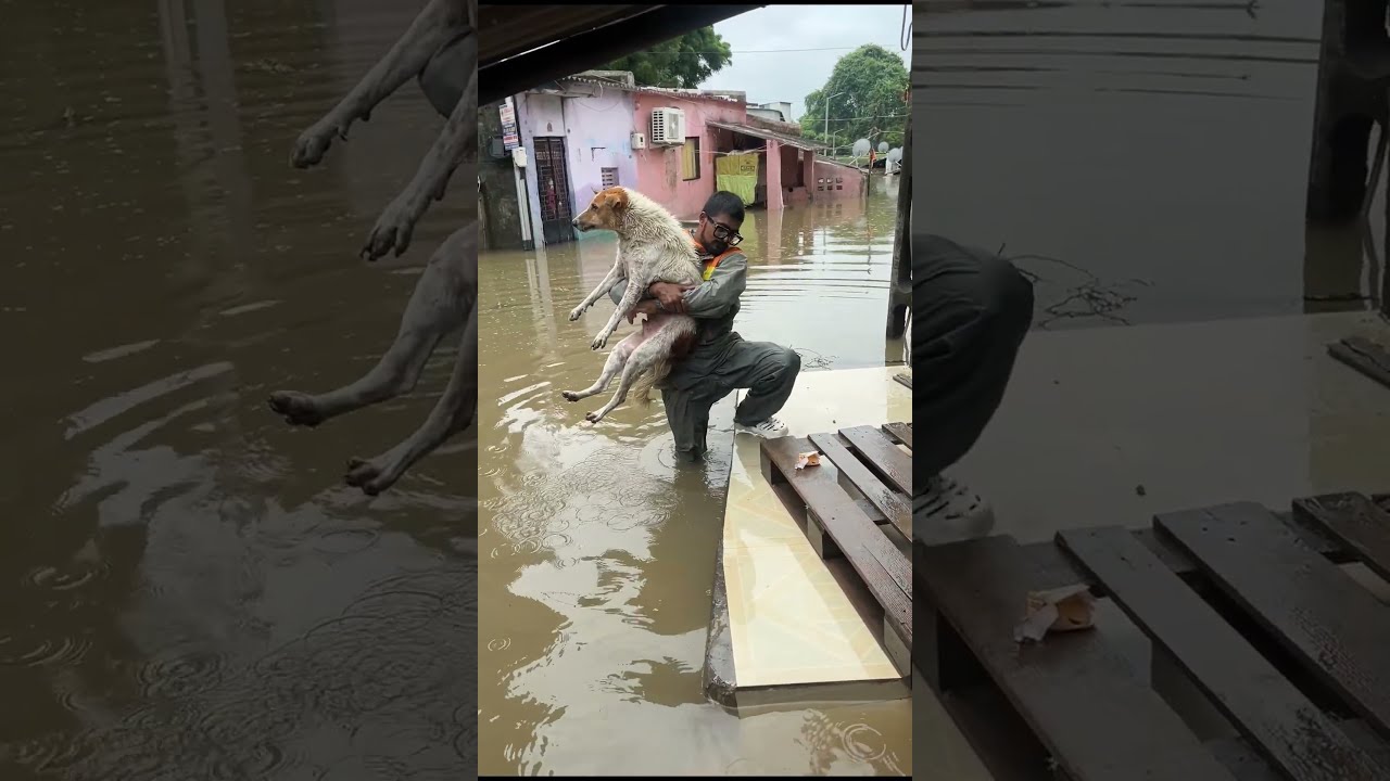 Surat Floods: Brave Rescue of 2 Dogs Stuck for 72 Hours! Dog Rescue  #dogrescue  #suratflood #animal