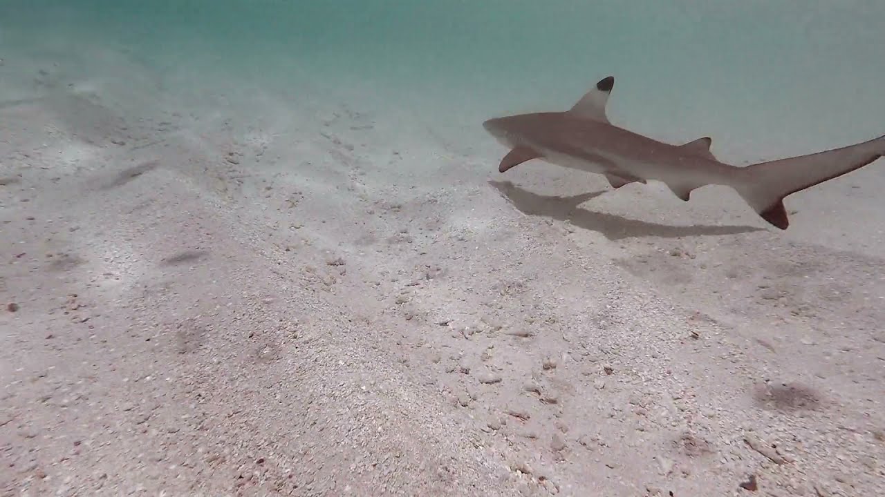 Swimming Underwater With Blacktip Reef Shark