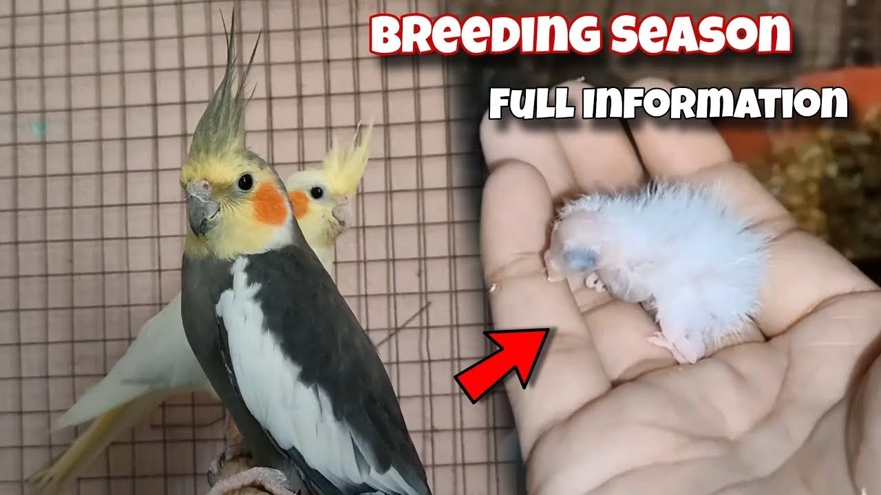 Cockatiel breeding season in india || Best Breeding Time Of Cockatiel Birds In India 🐣