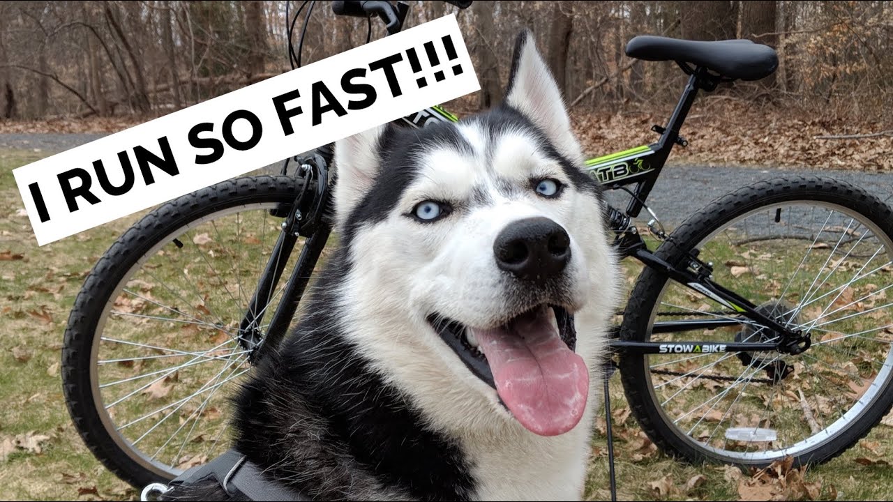 WATCH this husky RUN SO FAST!! (18MPH!)