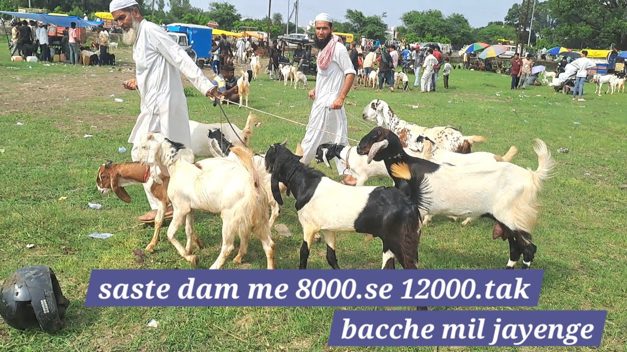 Bhopal Gandhi Nagar Bakra Mandi latest update
