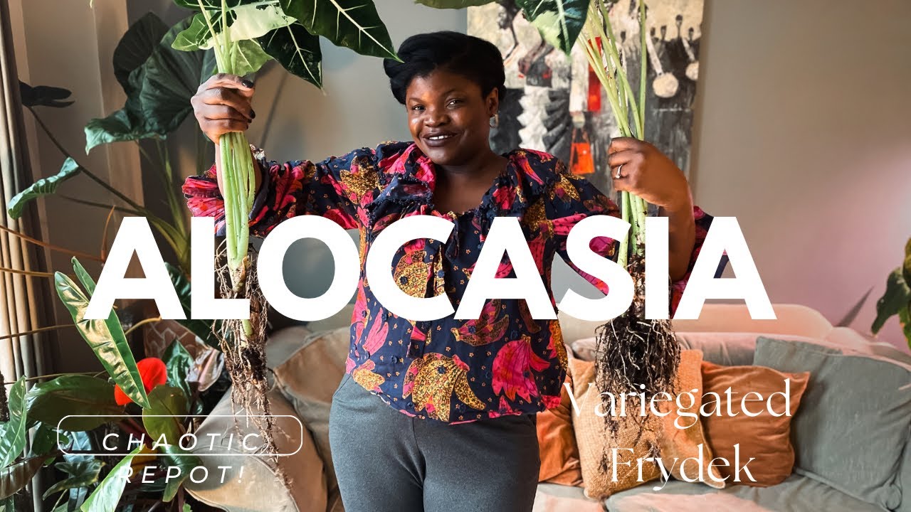 Variegated Alocasia Frydek || plant chores, propagating & repotting!