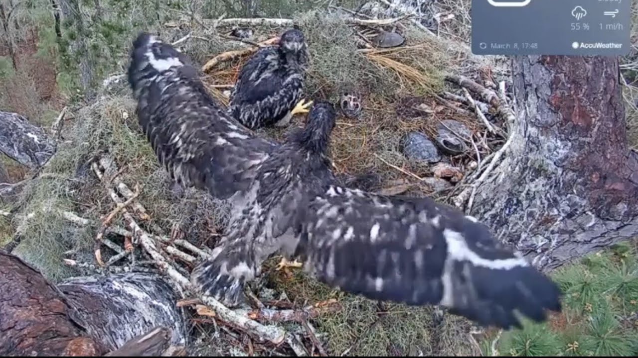 Big eaglet want to bonk small eaglet | Kisatchie National Forest E-1 | Mar 8, 26