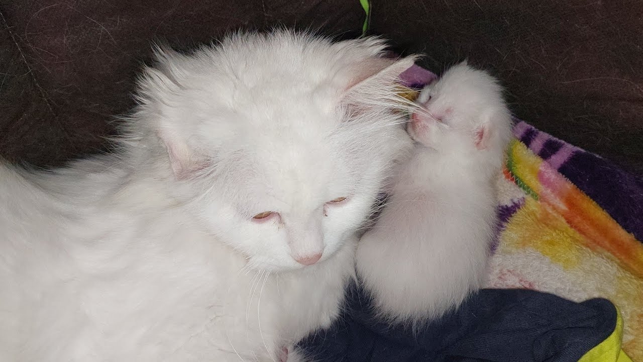 newborn Kittens Finally Started opening eyes