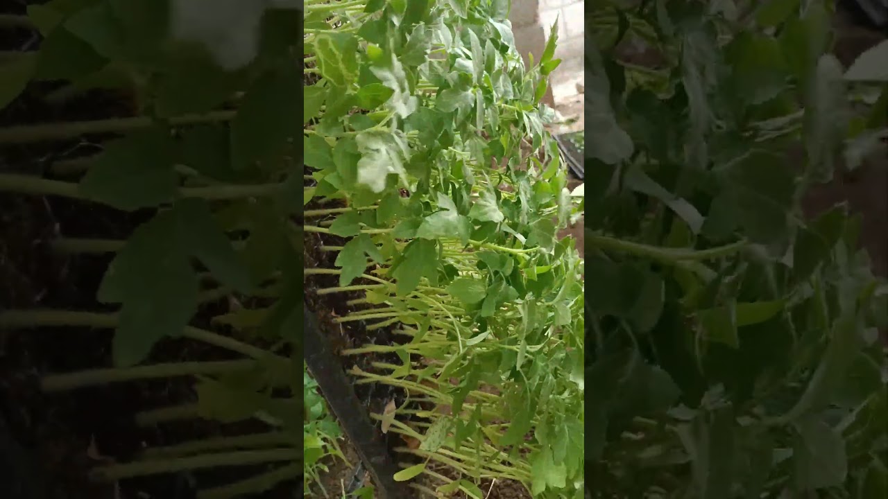 Tomato 🍅 farming best techniques #smartfarming #gardeningtips #organicfarming