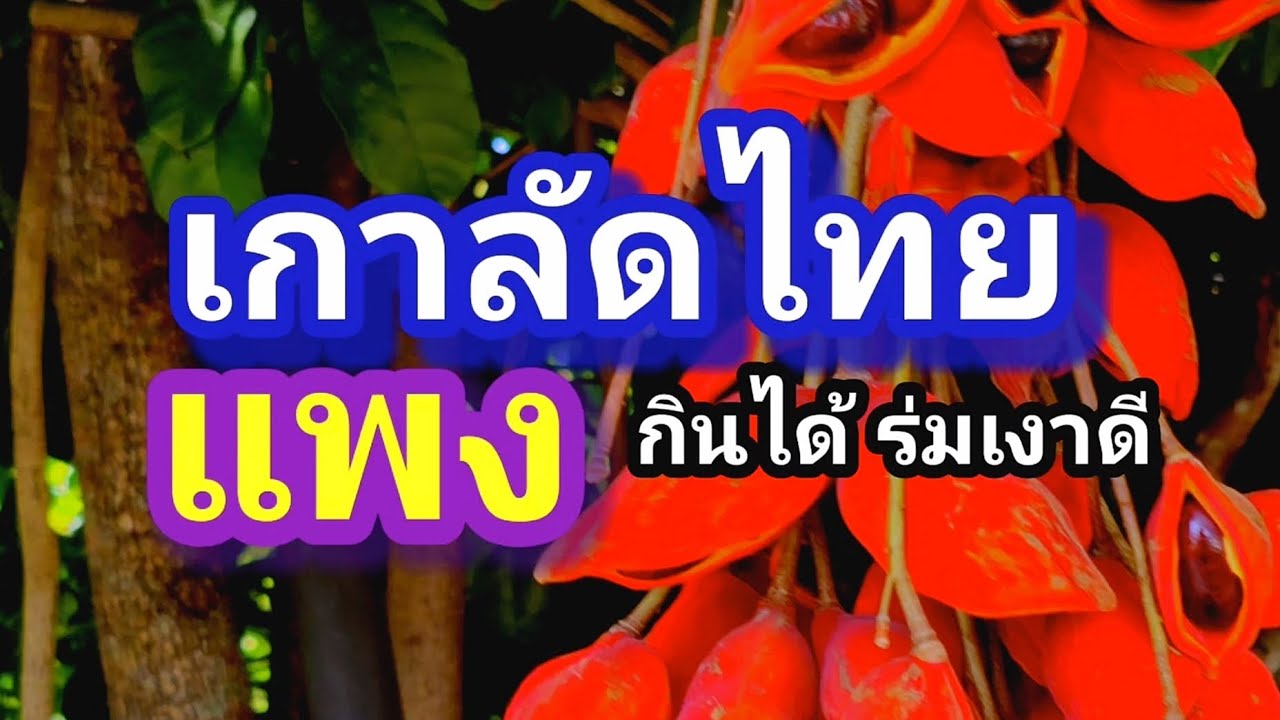 ต้นเกาลัดไทยสวยกินได้ขายแพงแข่งกับเกาลัดจีน
