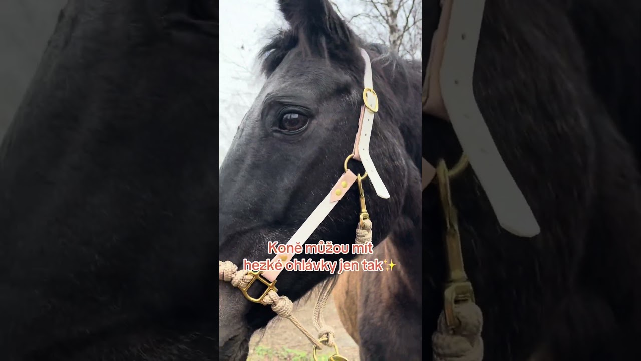 Na&scaron;e (ne)popul&aacute;rn&iacute; n&aacute;zory od kon&iacute; pt.2. #equestrian #horse #animals