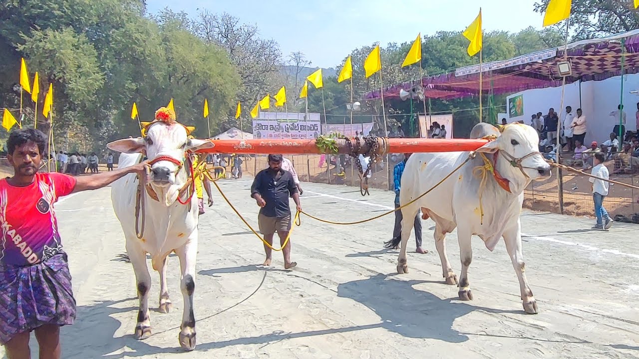 మహానంది 6పళ్ళు  విభాగంలో 6వ జత
