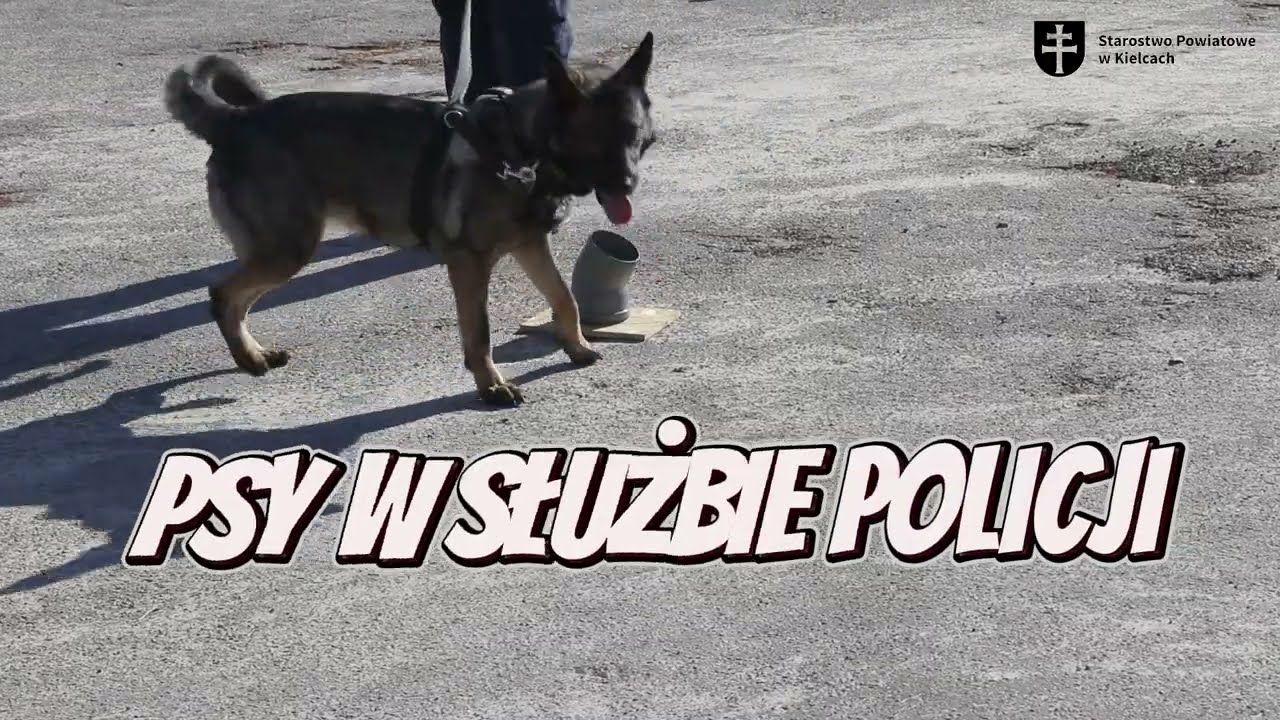 PSY W SŁUŻBIE POLICJI