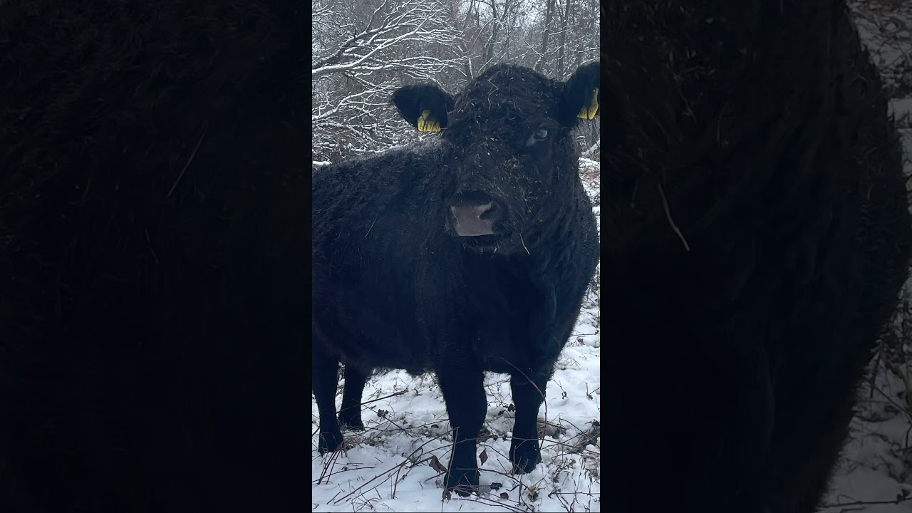 #galloway