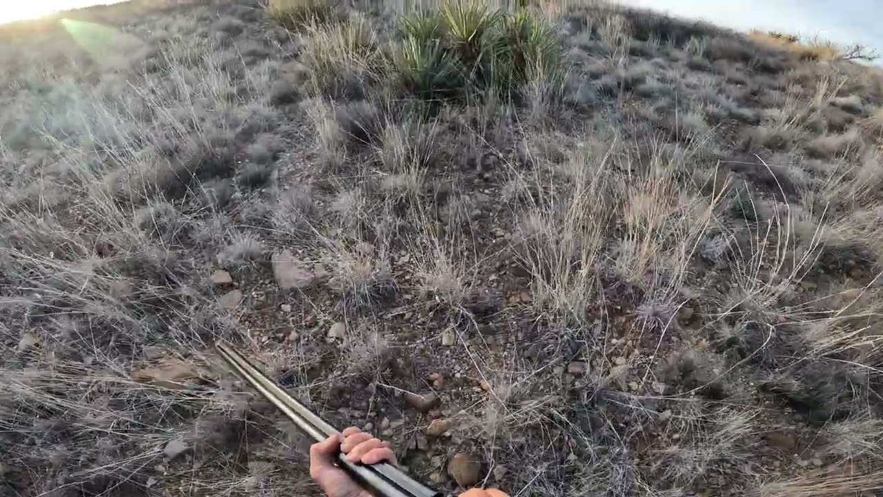 Quail hunting with an Elhew English Pointer 2024