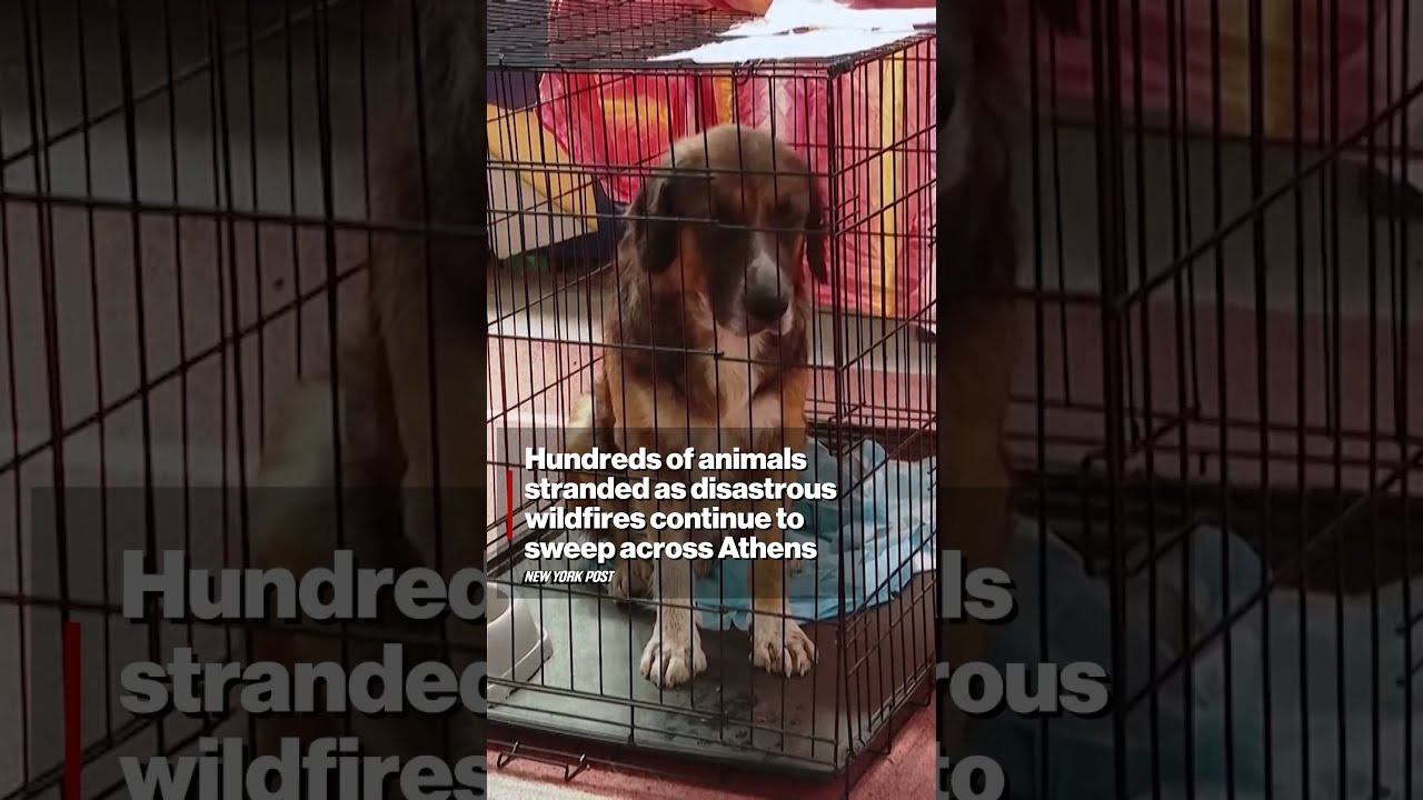 Hundreds of Animals Stranded as Disastrous Wildfires Continue to Sweep Across Athens #shorts