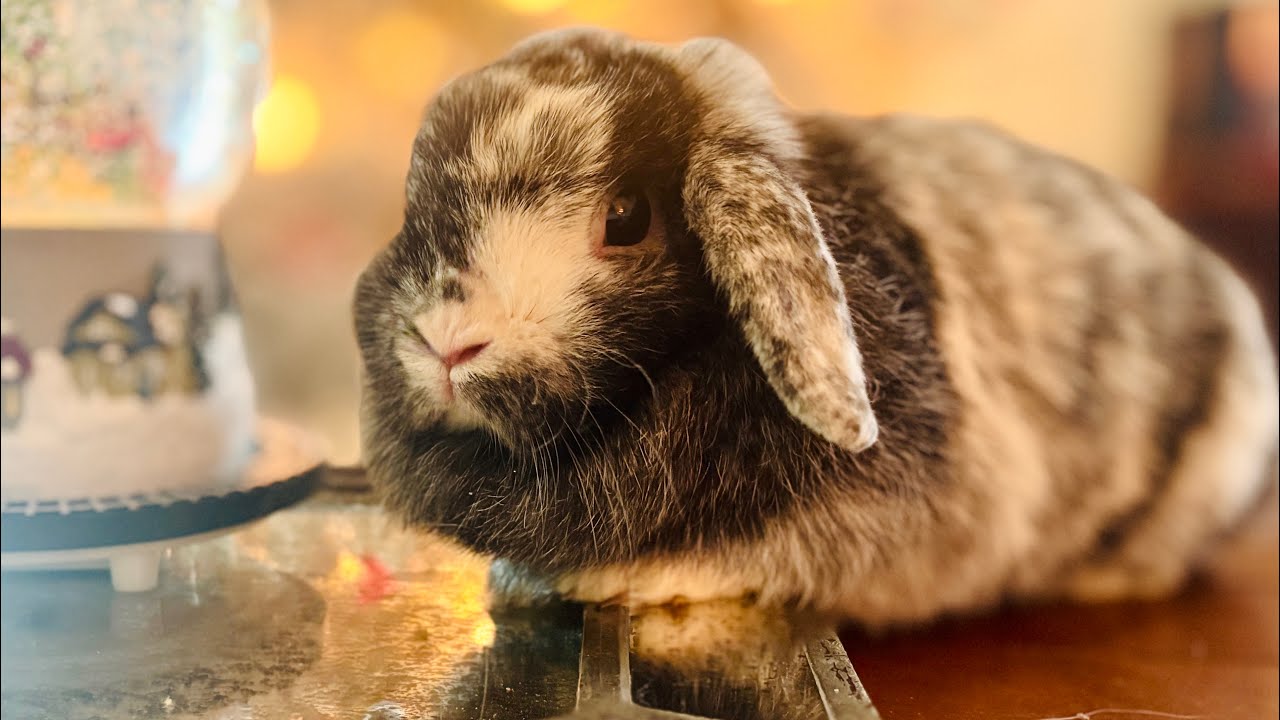 Hazel's (Holland Lop Bunny) Christmas wishes 