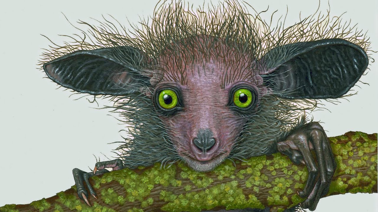 Aye-aye (Frankenstein's Monster of Evolution)