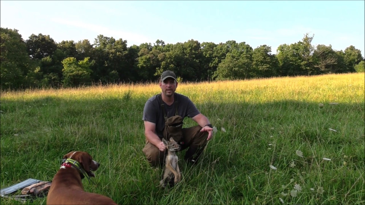 Coyote pup!!