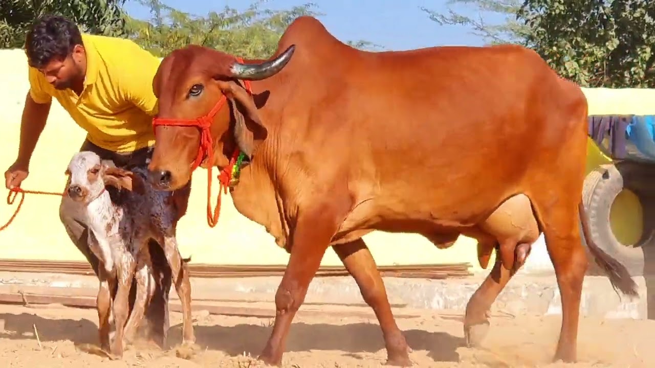 राजस्थान की गिर गाय आमिर पठान की gir cow 2nd lactation femalecalf #gircow Rahaman ki gir 9414745465