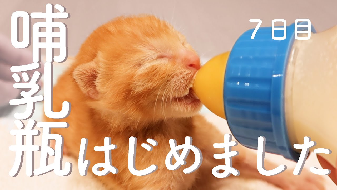 柑橘兄妹　お預かり７日目　保護猫ミルクボランティア
