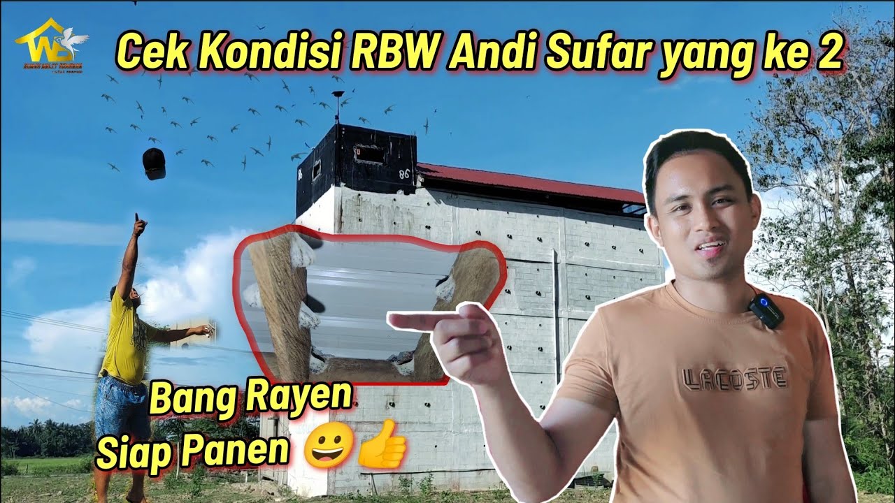 Bang Rayen Siap Siap Panen 👍Di RBW Andi Sufar Yang ke 2 😀👍