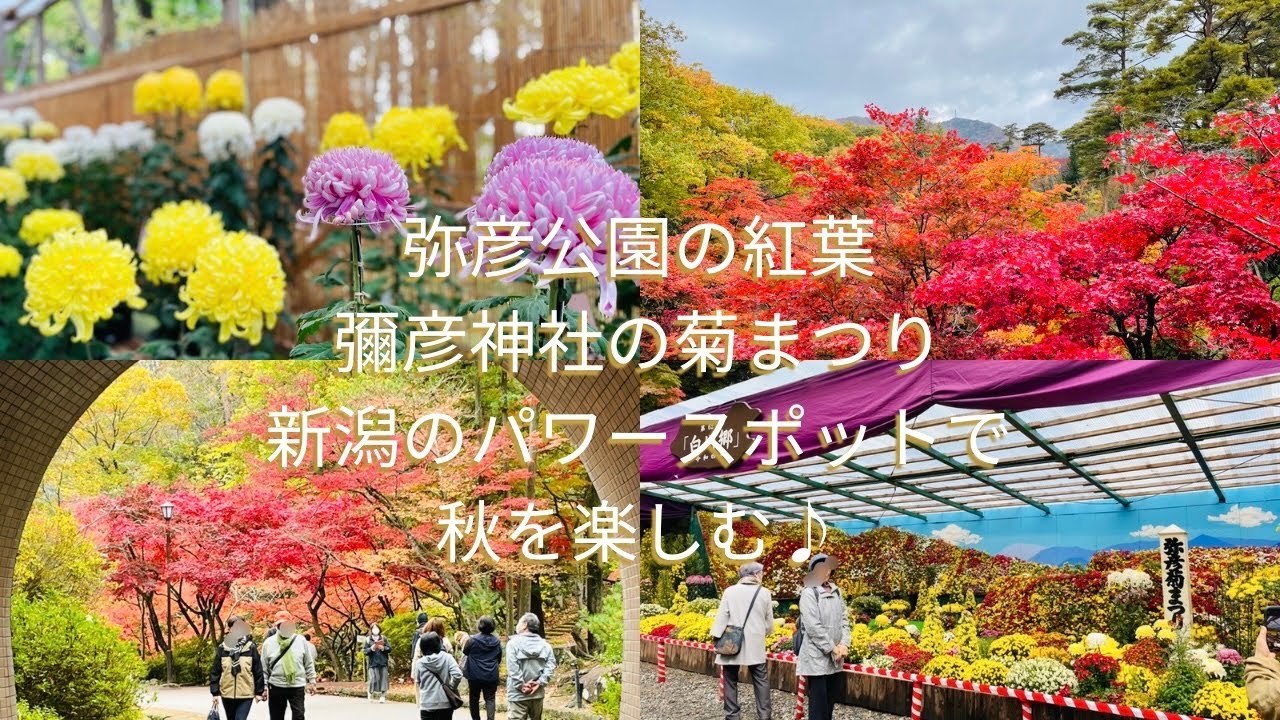 新潟のパワースポット 秋を楽しむ　弥彦公園 紅葉 彌彦神社 菊まつり　新潟の紅葉スポット