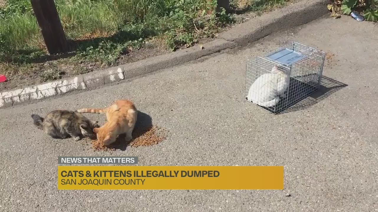 'Out of control': Animal rescue group working to care for illegally dumped cats