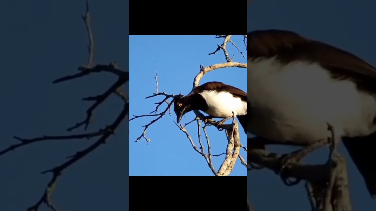 canc&atilde;o #aves #natureza