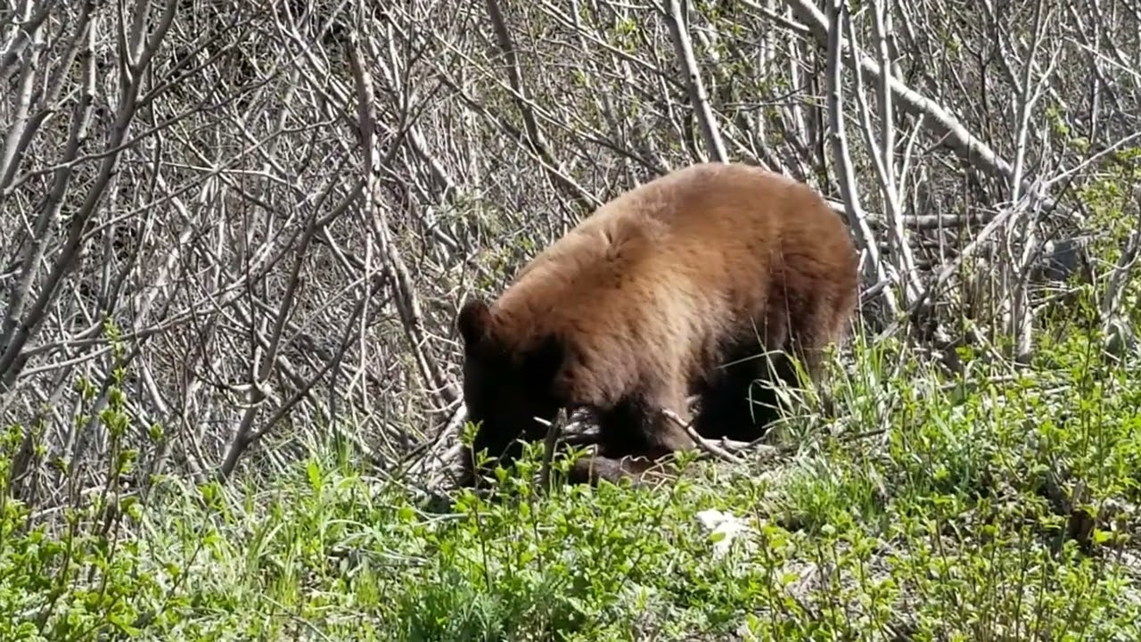 wild bear in alaska
