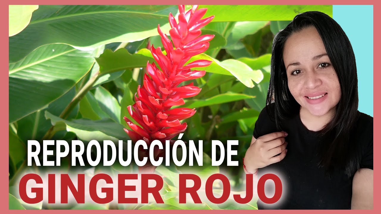REPRODUCCIÓN DE ALPINIA PURPURATA Ó GINGER ROJO