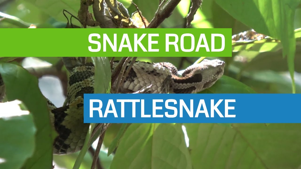 LaRue Pine Hills Snake Road YouTuber Takeover!