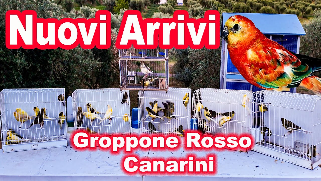Groppone Rosso e Canarini nuovi arrivi per la mia voliera  Vlog @AliPitFarm