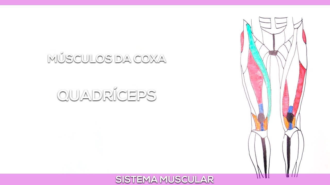 Músculos da coxa: Quadríceps
