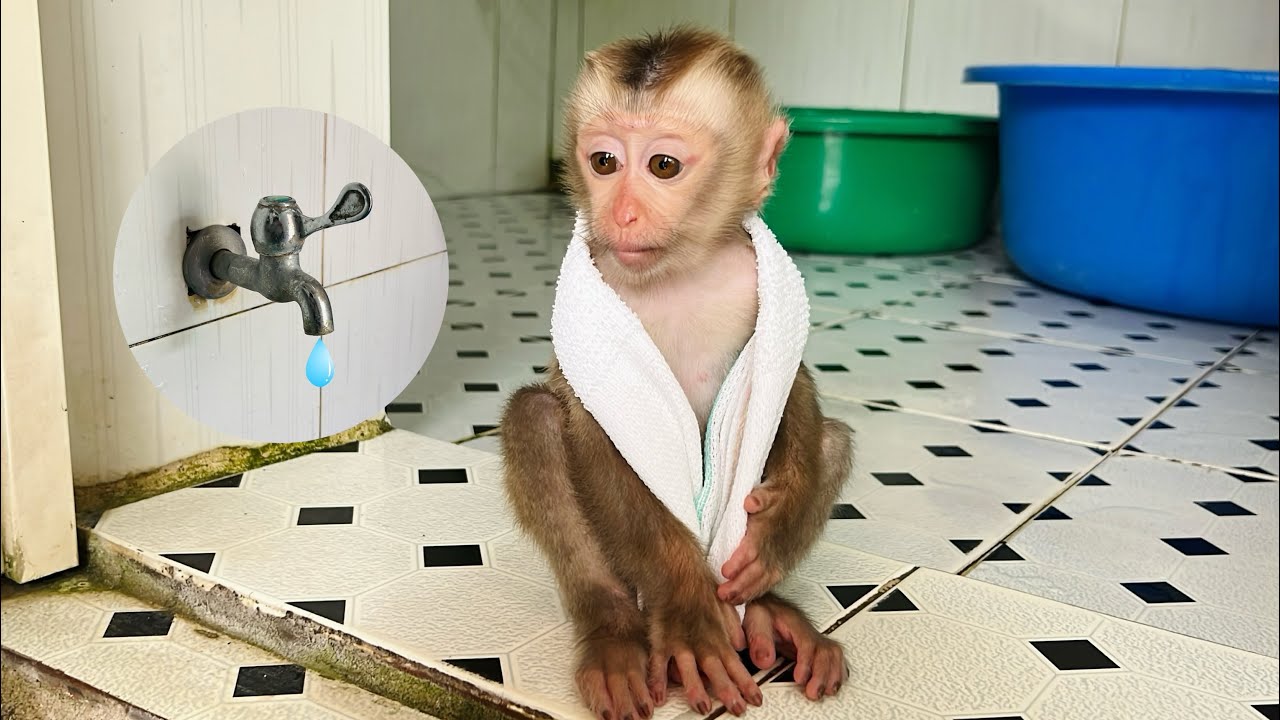 Baby monkey Tina took advantage of her mother's deep sleep to escape to take a bath