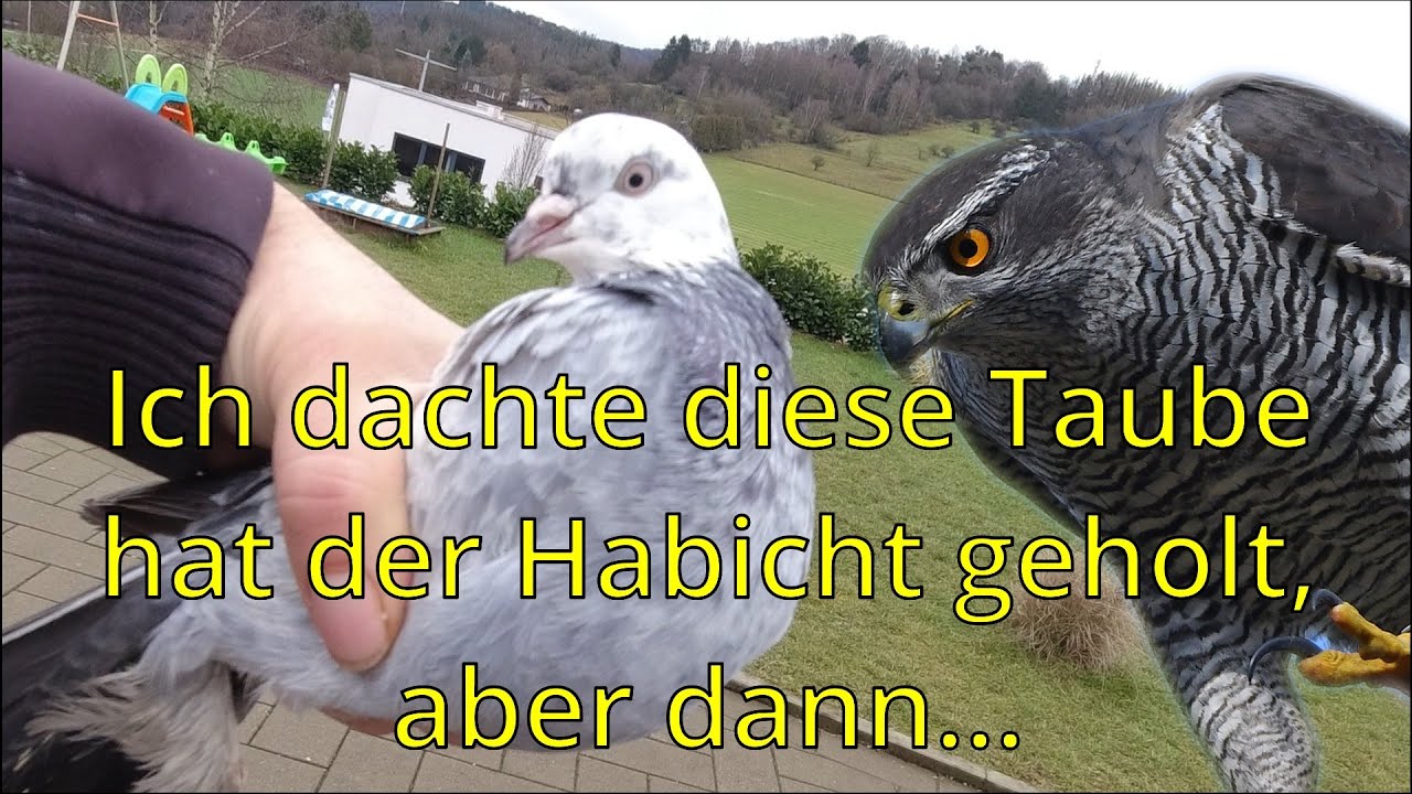 Habicht vs Tauben |Habicht schlägt mehrmals zu!