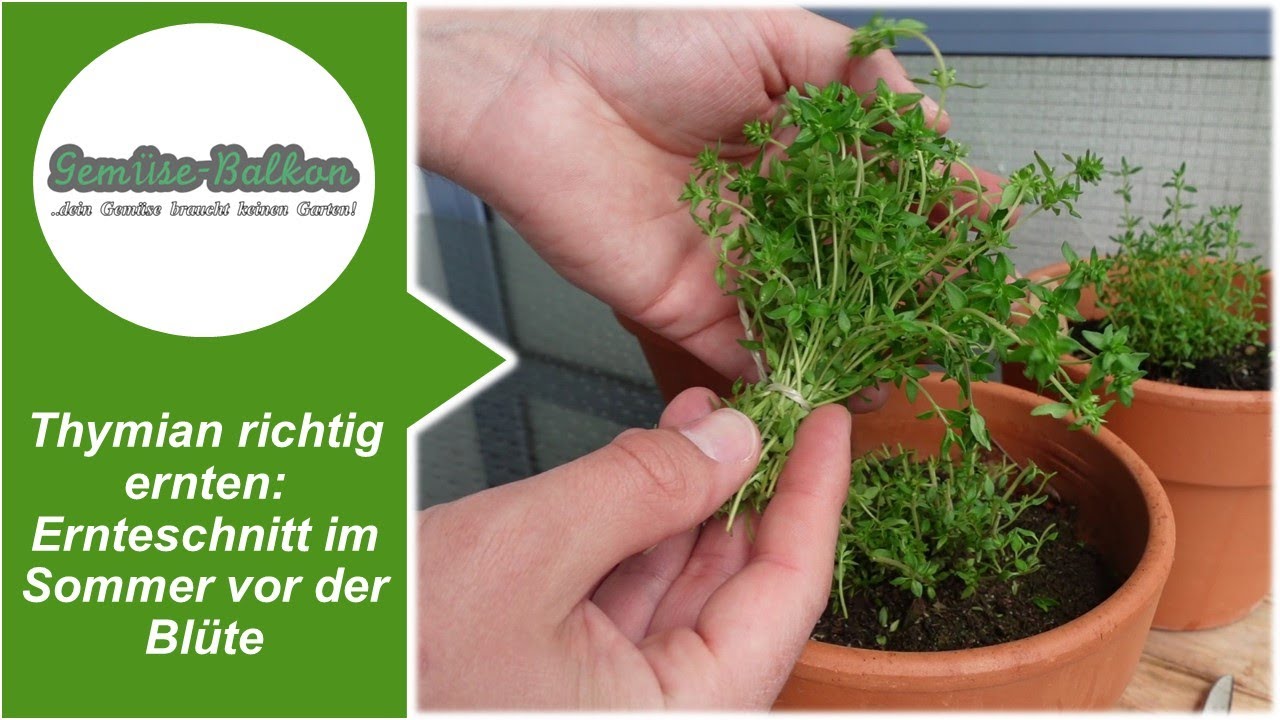 Thymian 🌿 richtig ernten: Ernteschnitt ✂️ im Sommer ☀️