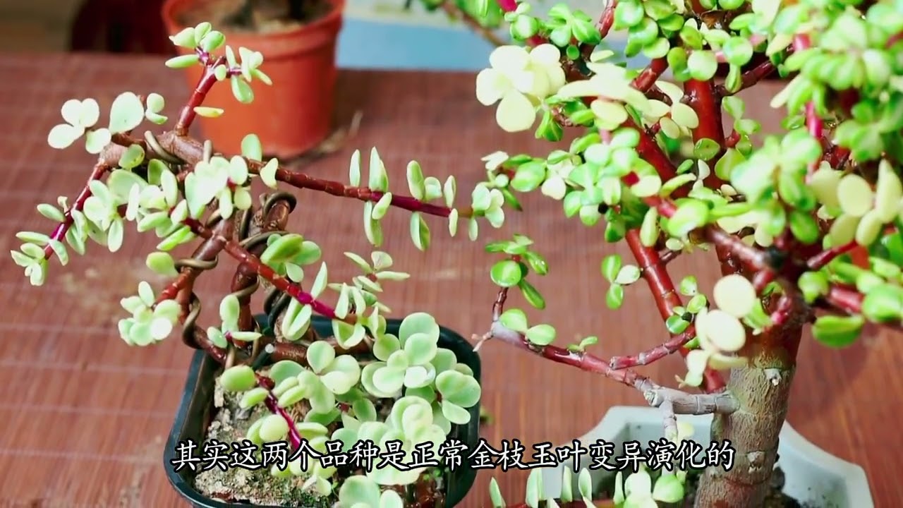 金枝玉叶几个品种你知道吗  #金枝玉叶 盆景
