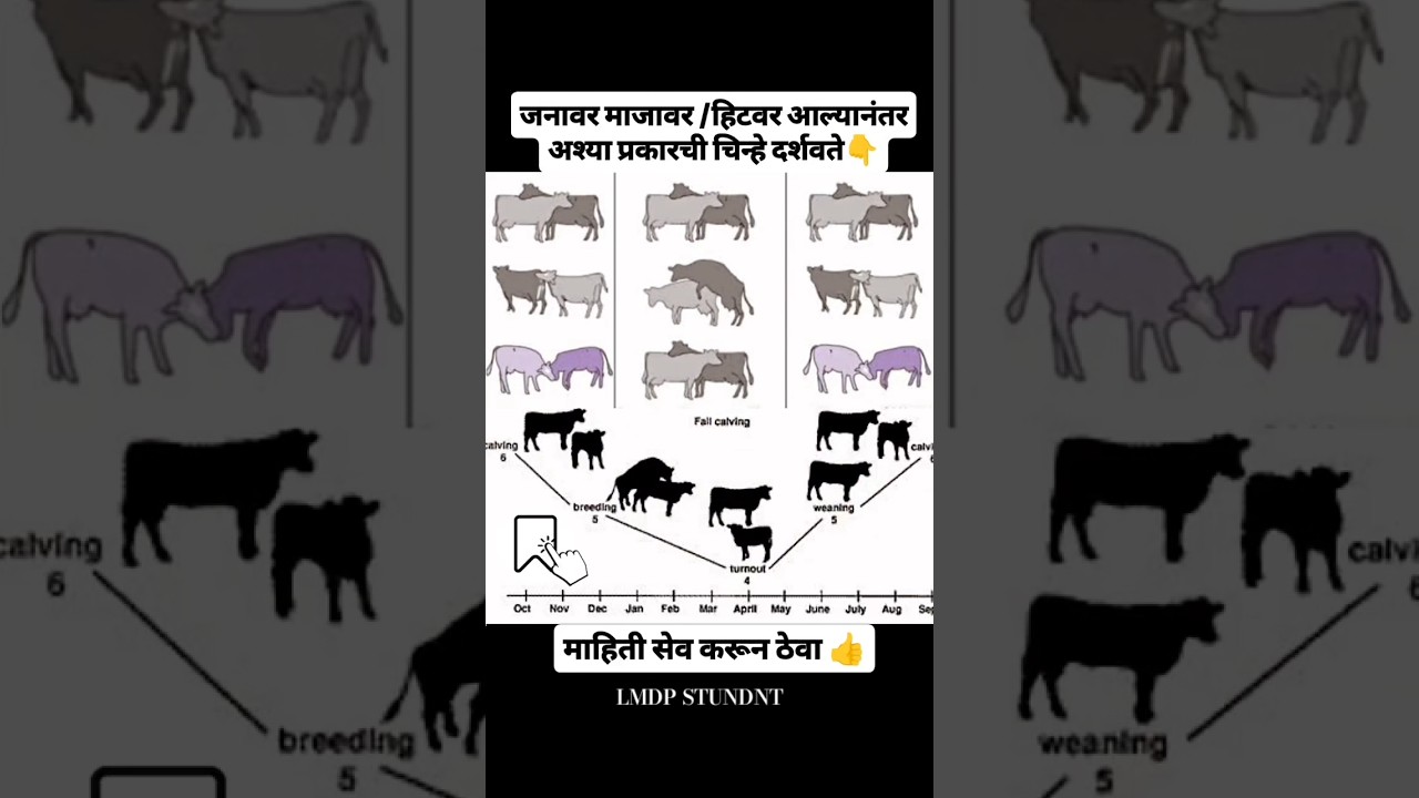 जनावर माजावर/हिटवर आल्यावर कोणत्या प्रकारचे कृत्य करते .. 🐄🐃#LMDP STUDENT आणि कोणत्या प्रकारचे चिन्ह