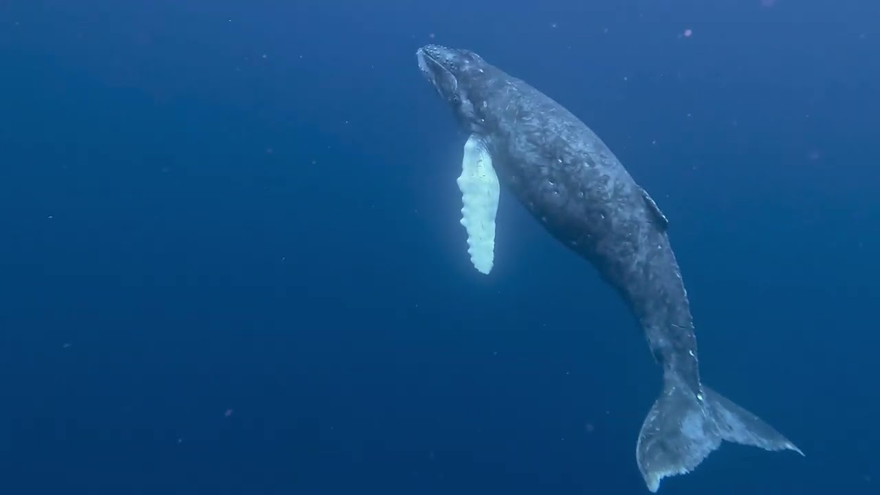 奄美大島ホエールスイム　子クジラ大接近。