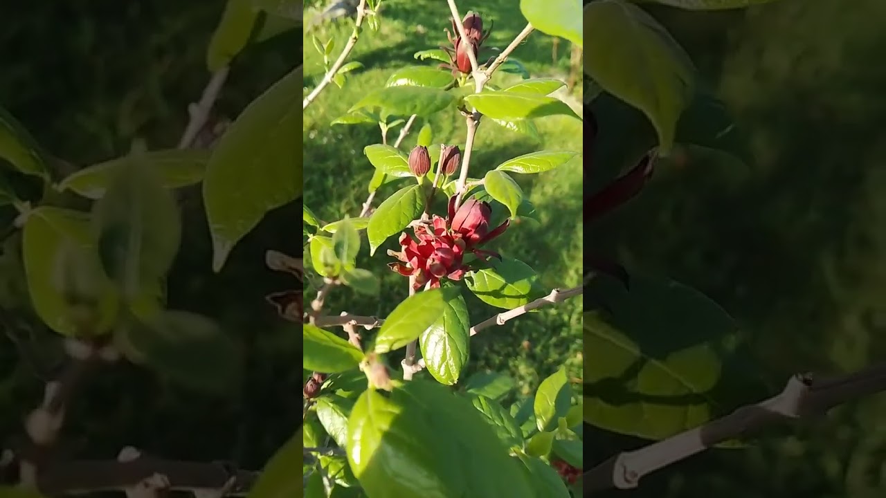 Каликант Флоридус #сад #каликант #весна25  #сербия