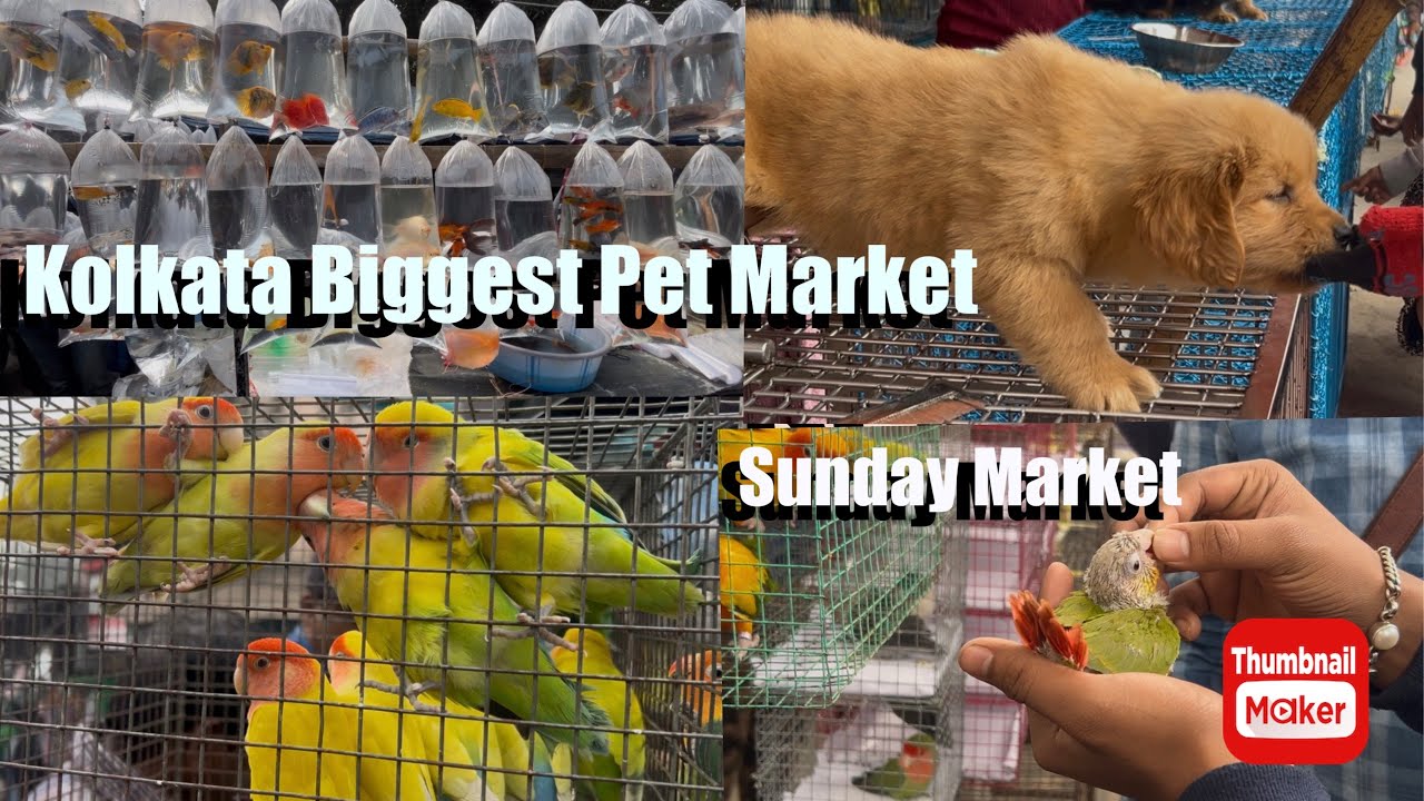 KOLKATA’S BIGGEST PET MARKET 😱Fish 🐟 Dogs 🐶 Birds 🐦 Plants 🌿