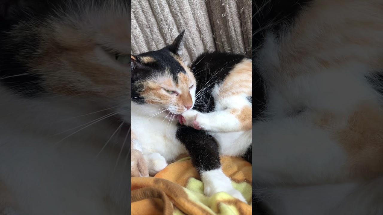 三毛猫チップの爪噛み