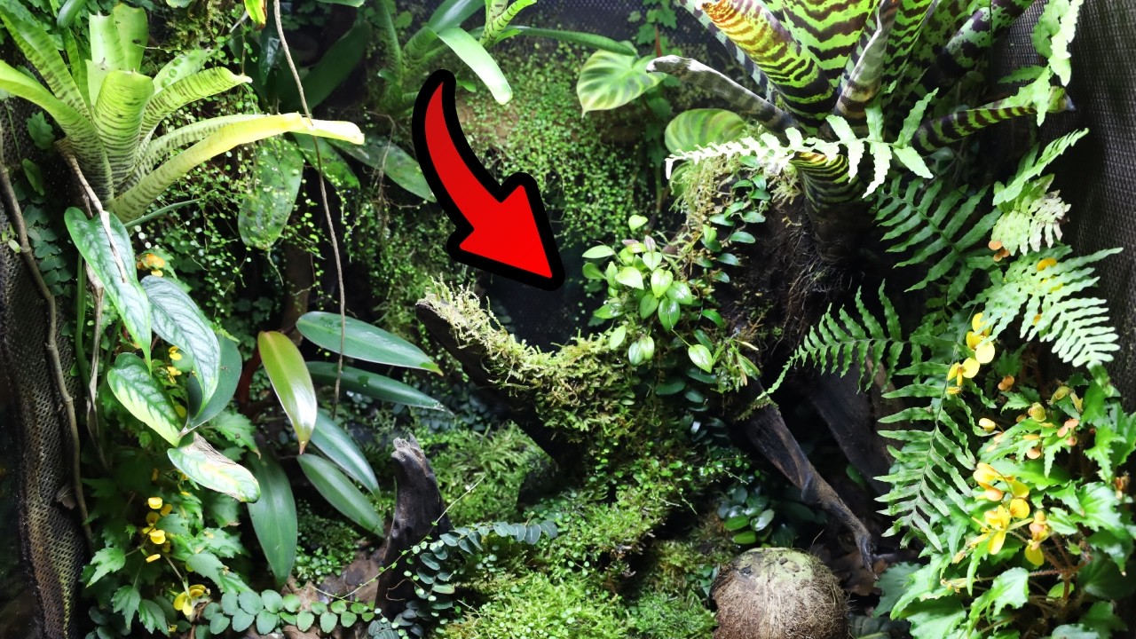 In-Depth Guide to Vivarium Plants for Beginners