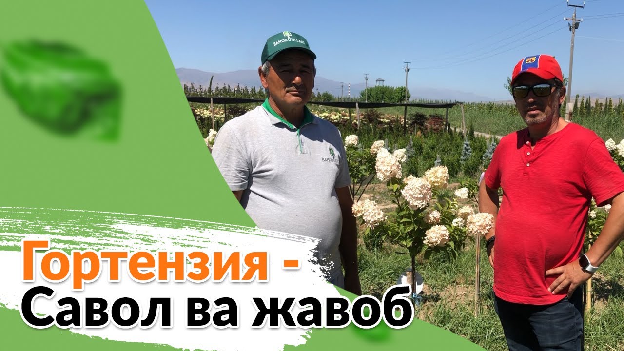 Гортензия -  Савол ва жавоб. Каналимиз обуначиларининг саволларига жавоб берамиз.